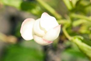 Pink apple flowers, beautiful spring background. photo