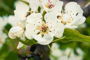 Fresh beautiful flowers of the apple tree. photo