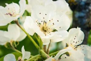 Fresh beautiful flowers of the apple tree. photo