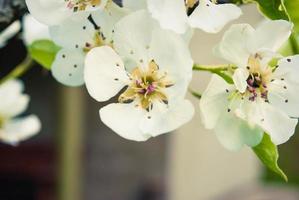 Fresh beautiful flowers of the apple tree. photo