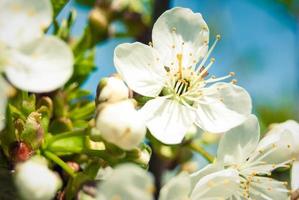 Fresh spring beautiful flowers of the cherry tree. photo