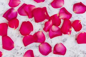 Rose petals on white background. Top view photo