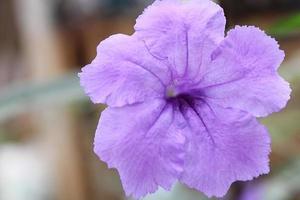 Ruellia tuberosa,Close-up photos of flowers. - Image