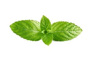 Mint leaves, mint leaves isolated on white background photo