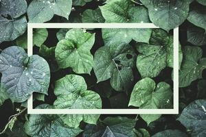 patrón de hojas con un marco blanco natural de hojas verdes foto