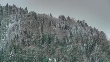 8k eerste sneeuw in het gemengde bos video