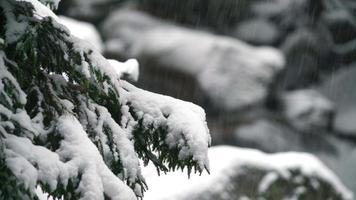 8k de nieve en la rama de un pino video