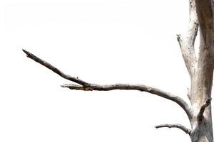 dry branches, dry branches, isolated on white background photo