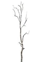 dead trees, dry trees in Thailand isolated on a white background photo