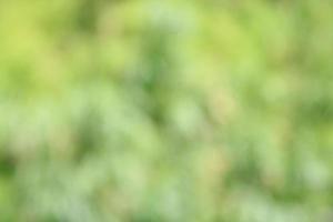 Bokeh, green and white leaves photo