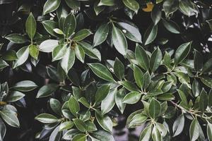 Tropical leaves, blue-green leaves, natural leaves photo