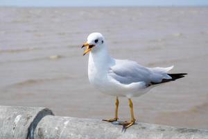 Seagulls standing on the edge of the bridge - images photo