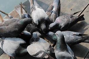 Many pigeons are eating food from the floor - images photo