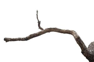 dry branches, dry branches, isolated on white background photo