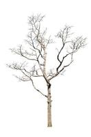 dead trees, dry trees in Thailand isolated on a white background photo