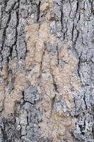 Termites on tree bark, mud from termites on tree trunks. photo