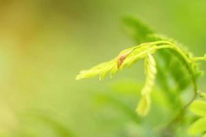 Blurred Leaves Abstract Background Green Leaf Bokeh Blurred Nature Bokeh nature wallpaper. Bokeh photo