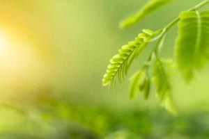 Blurred Leaves Abstract Background Green Leaf Bokeh Blurred Nature Bokeh nature wallpaper. Bokeh photo