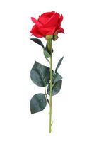 red rose isolated on a white background photo