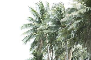 Coconut palm tree isolated on white background. photo