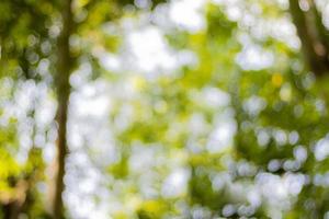 Bokeh, leaf blur, light shining through green leaves, background photo