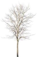 dry dead trees in autumn isolated on white background photo