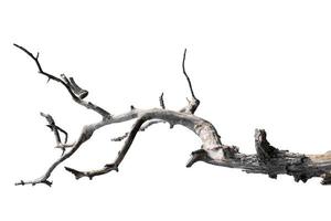 dry branches, isolated on white background photo