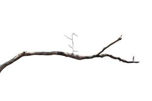 dry branches, dry branches, isolated on white background photo