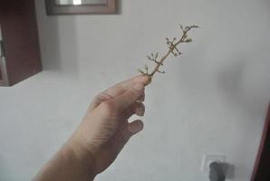 hand holding a vine branch photo