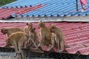 A gang of six teenage monkeys sits on the roof of the house. Monkeypox concept. Monkeypox is caused by monkeypox virus. Monkeypox is a viral zoonotic disease. Virus transmitted to humans from animals. photo