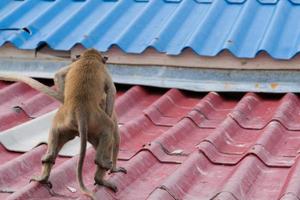 Two teenage monkeys on the roof of the house. Monkeypox concept. Monkeypox is caused by monkeypox virus. Monkeypox is a viral zoonotic disease. Virus transmitted to humans from animals. photo