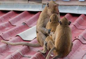 A gang of 3 teenage monkeys sits on the roof of the house. Monkeypox concept. Monkeypox is caused by monkeypox virus. Monkeypox is a viral zoonotic disease. Virus transmitted to humans from animals. photo