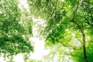 Bottom view of tree with green leaves in tropical forest with sun light. Fresh environment in park. Green tree give oxygen in summer garden. Environmental conservation. Ecology concept. Save the earth photo