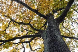 Bottom view of tree trunk to yellow leaves of big tree in the forest. Fresh environment in park. Plant give oxygen in the garden. Forest tree with yellow and green leaves. Black tree bark texture photo