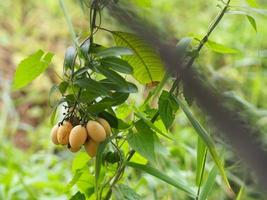 Marian plum, Anacardiaceae, Bouea macrophylla Griff maprang is yellow sweet fruit,nature background photo