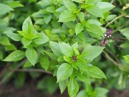 Sweet basil is light green with wide leaves while Thai basil has purple stems and flowers and spear-like leaves photo