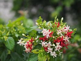 Rangoon Creeper, Chinese honey Suckle, Drunen sailor, Combretum indicum DeFilipps name red pink and white flower blooming in garden on blurred of nature background photo