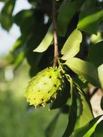 Soursop Durian sweet fruit with sharp bark Flesh tree on blurred of nature background photo