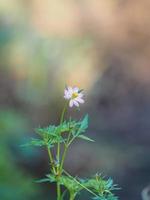 flor rosa cosmos caudatus, cosmos salvaje, ulam raja, rey de la ensalada fresca que florece en el jardín hojas verdes fondo de comida vegetal foto