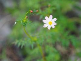 Pink flower Cosmos caudatus, Wild cosmos, Ulam Raja, King of Salad fresh blooming in garden green leaves vegetable food background photo