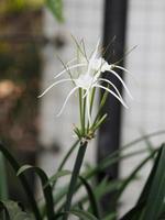 White Dazzle pure flower Hippeastrum Amaryllis Christmas Gift photo