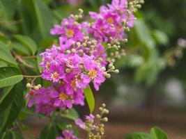 Bungor, Lagerstroemia floribunda Jack ex Blume violet flower tree in garden nature background photo