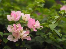 Magnoliophyta Scientific name Bougainvillea Paper flower pink color on blurred of nature background photo
