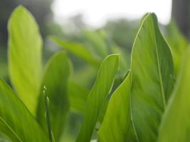 Foliage Foreground green leaves texture of backlight sunshine fresh tree Green nature with copy space using as background or wallpaper. photo