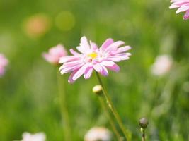 Pink Flower The petals are colored to see the yellow pollen name Gerbera jamesonii ,Compositae,Gerbera,Barberto Daisy, Transvaal Daisy on blurred of nature background photo