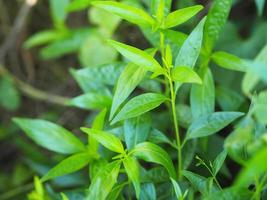 King of bitters scientific Andrographis paniculata Burm, Wall. Ex Nees, Fah Talai jhon, Thai herbs relieve sore throat, reduce fever, heat up the cold green tree garden vegetable coronavirus, covid-19 photo