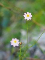 Pink flower Cosmos caudatus, Wild cosmos, Ulam Raja, King of Salad fresh blooming in garden green leaves vegetable food backgroundKing of Salad photo