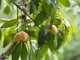 Marian plum, Anacardiaceae, Bouea macrophylla Griff maprang is yellow sweet fruit,nature background photo