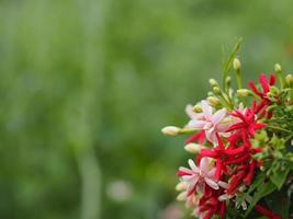 Rangoon Creeper, Chinese honey Suckle, Drunen sailor, Combretum indicum DeFilipps name red pink and white flower blooming in garden on blurred of nature background photo