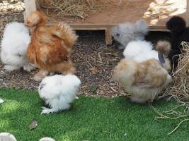 Chick Silkie Chicken fur is similar to a soft silk thread with a furry appearance, animal white and black photo